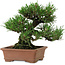Pinus thunbergii, 14 cm, ± 20 years old, with a nebari of 8 cm
