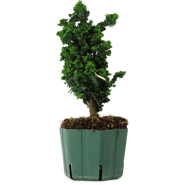 Chamaecyparis obtusa Sekka Hinoki, 22 cm, ± 12 jaar oud
