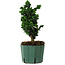 Chamaecyparis obtusa Sekka Hinoki, 22 cm, ± 12 anni