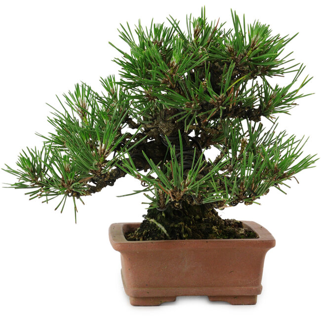 Pinus thunbergii, 14 cm, ± 20 años de edad, con un nebari de 8 cm.