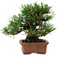 Pinus thunbergii, 14 cm, ± 20 jaar oud, met een nebari van 8 cm.
