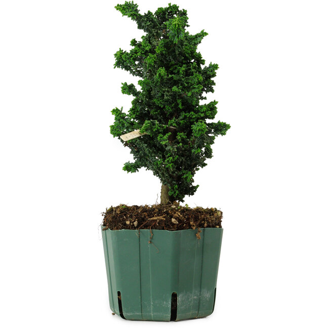 Chamaecyparis obtusa Sekka Hinoki, 22 cm, ± 12 years old