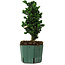 Chamaecyparis obtusa Sekka Hinoki, 22 cm, ± 12 anni