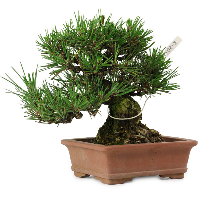 Pinus thunbergii, 14 cm, ± 20 jaar oud, met een nebari van 8 cm.