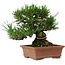 Pinus thunbergii, 14 cm, ± 20 years old, with a nebari of 8 cm