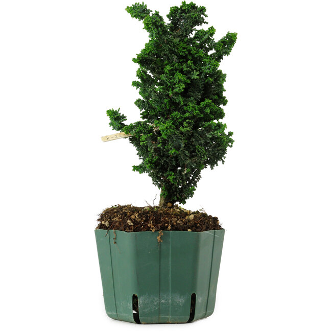Chamaecyparis obtusa Sekka Hinoki, 22 cm, ± 12 años