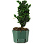 Chamaecyparis obtusa Sekka Hinoki, 22 cm, ± 12 anni