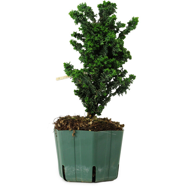 Chamaecyparis obtusa Sekka Hinoki, 22 cm, ± 12 Jahre alt