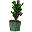 Chamaecyparis obtusa Sekka Hinoki, 22 cm, ± 12 years old