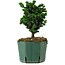 Chamaecyparis obtusa Sekka Hinoki, 17 cm, ± 12 years old