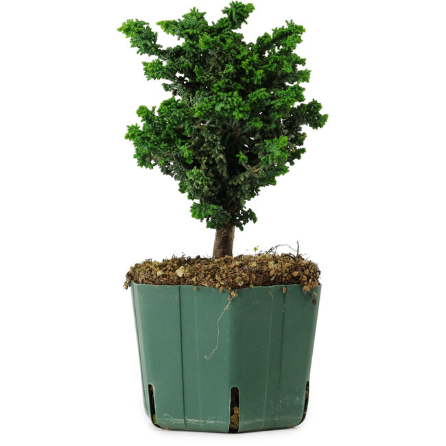 Chamaecyparis obtusa Sekka Hinoki, 17 cm, ± 12 years old