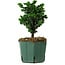 Chamaecyparis obtusa Sekka Hinoki, 17 cm, ± 12 años