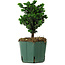 Chamaecyparis obtusa Sekka Hinoki, 17 cm, ± 12 Jahre alt