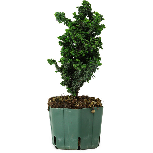 Chamaecyparis obtusa Sekka Hinoki, 22 cm, ± 12 years old