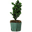 Chamaecyparis obtusa Sekka Hinoki, 22 cm, ± 12 years old