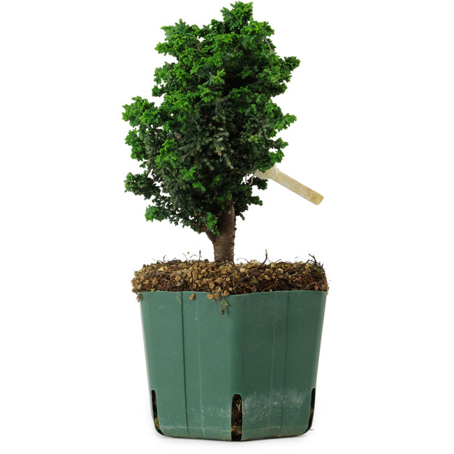 Chamaecyparis obtusa Sekka Hinoki, 17 cm, ± 12 anni