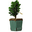 Chamaecyparis obtusa Sekka Hinoki, 17 cm, ± 12 jaar oud