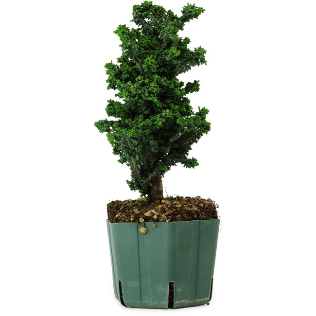 Chamaecyparis obtusa Sekka Hinoki, 22 cm, ± 12 years old