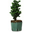 Chamaecyparis obtusa Sekka Hinoki, 22 cm, ± 12 años