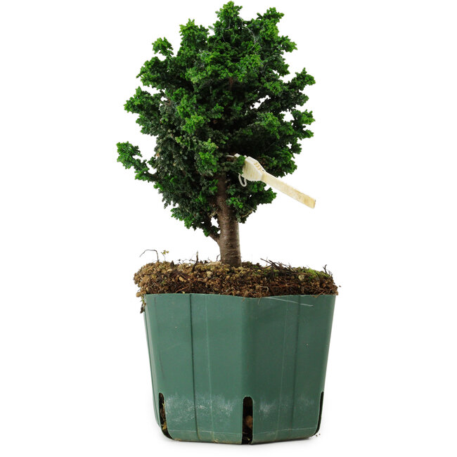 Chamaecyparis obtusa Sekka Hinoki, 17 cm, ± 12 anni