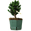 Chamaecyparis obtusa Sekka Hinoki, 17 cm, ± 12 Jahre alt