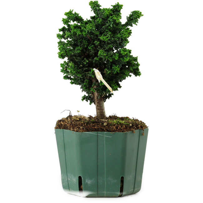 Chamaecyparis obtusa Sekka Hinoki, 17 cm, ± 12 Jahre alt
