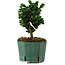Chamaecyparis obtusa Sekka Hinoki, 17 cm, ± 12 anni