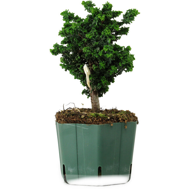 Chamaecyparis obtusa Sekka Hinoki, 17 cm, ± 12 years old