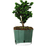 Chamaecyparis obtusa Sekka Hinoki, 17 cm, ± 12 años