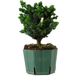 Chamaecyparis obtusa Sekka Hinoki, 18 cm, ± 12 Jahre alt