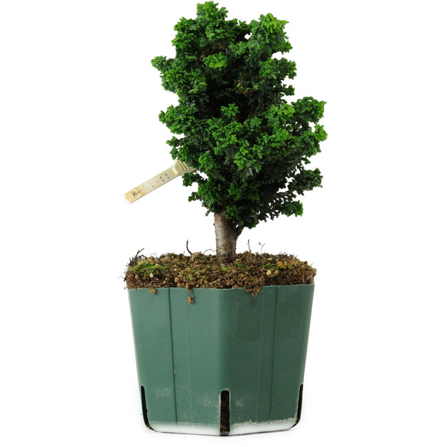 Chamaecyparis obtusa Sekka Hinoki, 17 cm, ± 12 anni