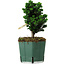 Chamaecyparis obtusa Sekka Hinoki, 17 cm, ± 12 Jahre alt