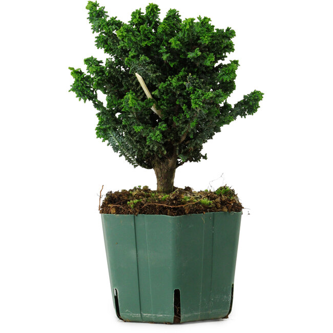 Chamaecyparis obtusa Sekka Hinoki, 18 cm, ± 12 anni