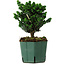 Chamaecyparis obtusa Sekka Hinoki, 18 cm, ± 12 anni