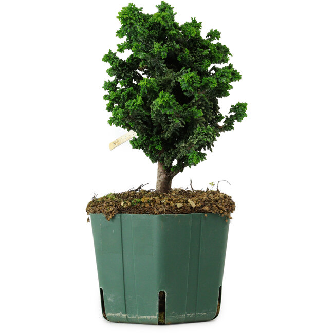 Chamaecyparis obtusa Sekka Hinoki, 17 cm, ± 12 years old