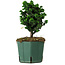 Chamaecyparis obtusa Sekka Hinoki, 17 cm, ± 12 Jahre alt