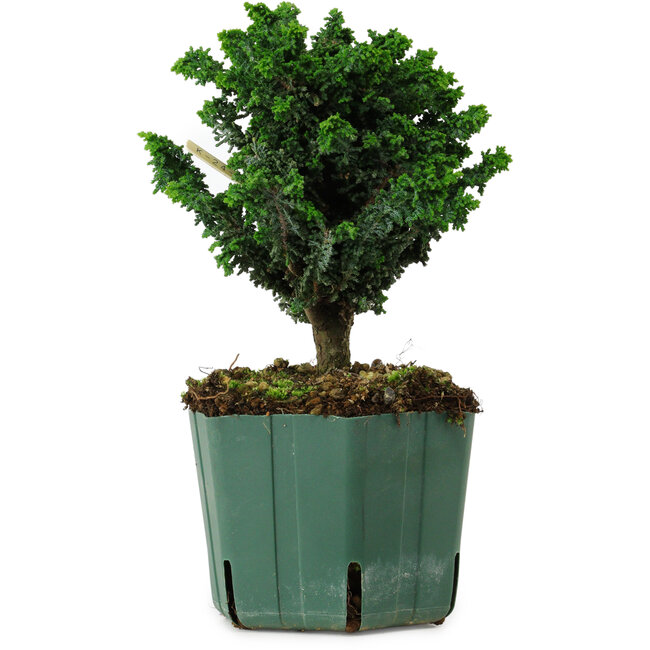Chamaecyparis obtusa Sekka Hinoki, 18 cm, ± 12 years old