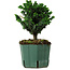 Chamaecyparis obtusa Sekka Hinoki, 18 cm, ± 12 years old