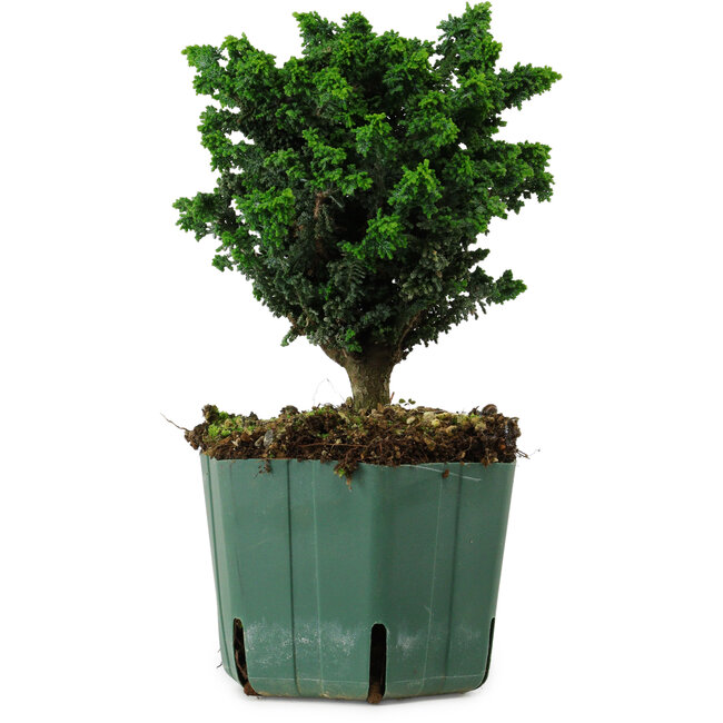 Chamaecyparis obtusa Sekka Hinoki, 18 cm, ± 12 years old