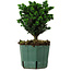 Chamaecyparis obtusa Sekka Hinoki, 18 cm, ± 12 years old