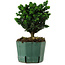 Chamaecyparis obtusa Sekka Hinoki, 18 cm, ± 12 jaar oud