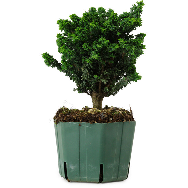 Chamaecyparis obtusa Sekka Hinoki, 18 cm, ± 12 años
