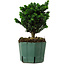 Chamaecyparis obtusa Sekka Hinoki, 18 cm, ± 12 jaar oud