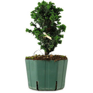 Chamaecyparis obtusa Sekka Hinoki, 17 cm, ± 12 years old
