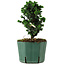 Chamaecyparis obtusa Sekka Hinoki, 17 cm, ± 12 years old
