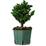 Chamaecyparis obtusa Sekka Hinoki, 18 cm, ± 12 anni