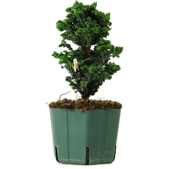 Chamaecyparis obtusa Sekka Hinoki, 17 cm, ± 12 years old