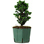 Chamaecyparis obtusa Sekka Hinoki, 17 cm, ± 12 years old