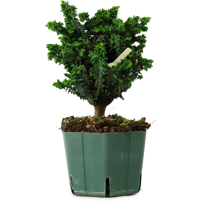 Chamaecyparis obtusa Sekka Hinoki, 18 cm, ± 12 anni