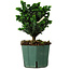 Chamaecyparis obtusa Sekka Hinoki, 18 cm, ± 12 anni